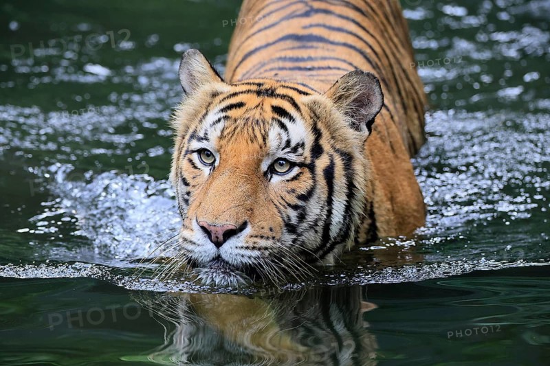 Malaysia tiger (Panthera tigris jacksoni), adult, in water, alert, Malaysia, Southeast Asia
