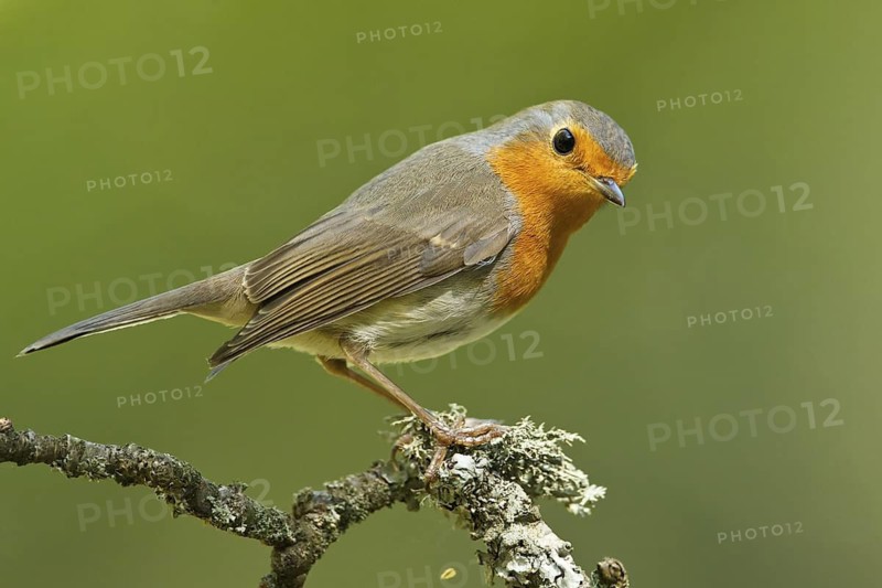 European Robin (Erithacus rubecula), Germany