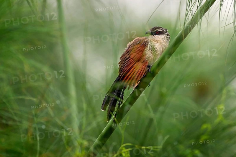 White-browed coucal or lark-heeled cuckoo, bird in family Cuculidae, sitting in branch in wild nature. Big bird coucal in habitat, Cyperus papyrus, Victoria Nile river, Uganda in Africa