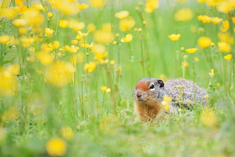 Columbia ground squirrel (Urocitellus columbianus, Spermophilus columbianus) in a flower meadow, Yoho National Park, British Columbia, Canada