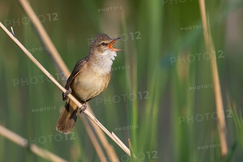 Great Reed Warbler (Acrocephalus arundinaceus) male singing in reeds, Poland