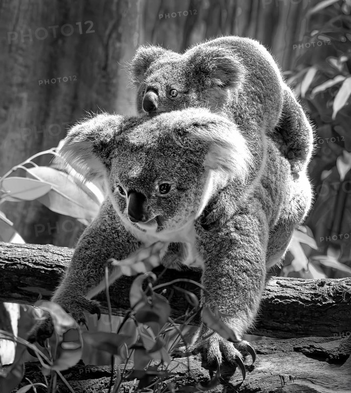 Animal portrait, koala (Phascolarctos cinereus), marsupial mammal, with young on the back, koala bear, animal young, black and white photo, captive, distribution East Australia