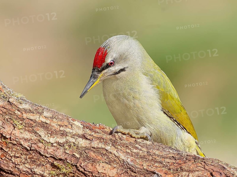 Grey-headed woodpecker (Picus canus), or lesser spotted woodpecker, male, sitting on a thick branch, wildlife, foraging, woodpeckers, nature photography, Neunkirchen, spring, Siegerland, North Rhine-Westphalia, Germany