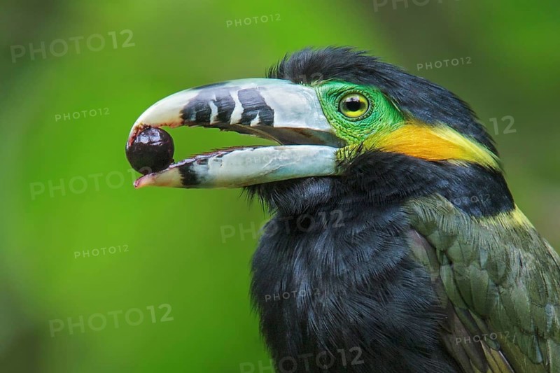 Spot-billed Toucanet (Selenidera maculirostris) feeding on palm fruits in the Atlantic rainforest of southeast Brazil