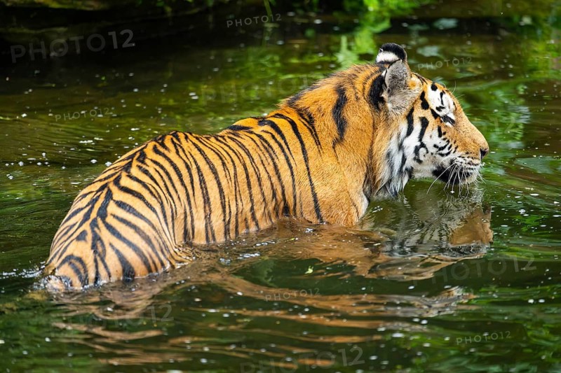 Siberian tiger (Panthera tigris tigris) swimming in a lake, captive, Germany