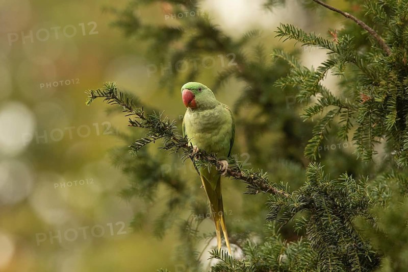 Alexandrine Parakeet (Psittacula eupatria) female, Hesse, Germany