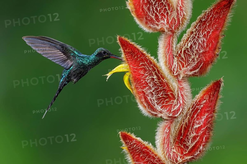 Green Hermit (Phaethornis guy) flying and feeding at a flower in Costa Rica