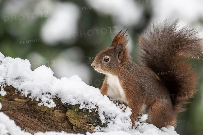Squirrel (Sciurus vulgaris), Emsland, Lower Saxony, Germany