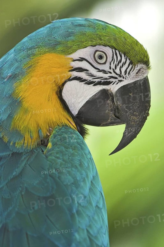 Blue-and-yellow Macaw (Ara ararauna), Costa Rica