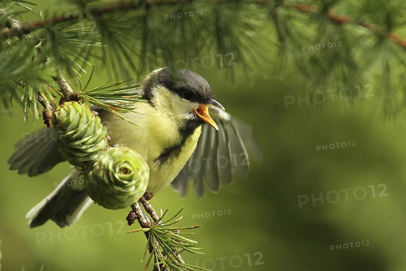 Great Tit (Parus major) juvenile, Lower Saxony, Germany