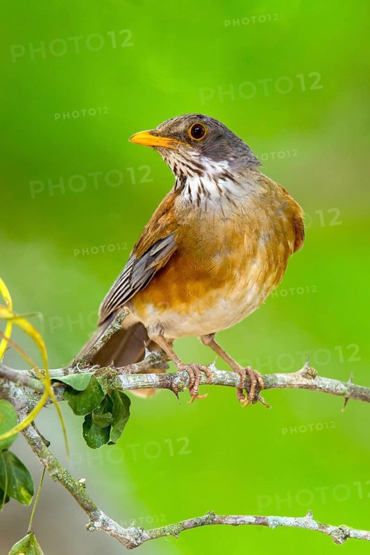 Rufous-backed Robin Turdus rufopalliatus El Tuito, Jalisco, Mexico 12 June Adult Turdidae