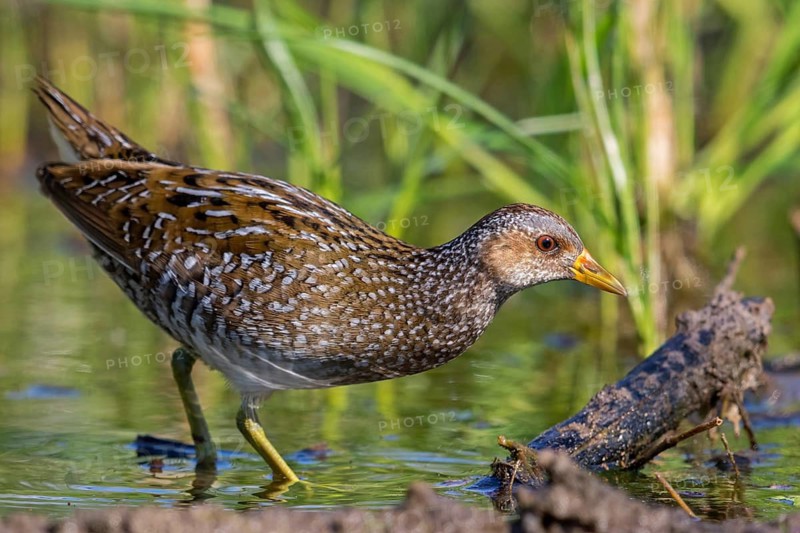 Spotted Crake, Spotted Crake, (Porzana porzana), animals, birds, rails, biotope, habitat, foraging, rails, Lesvos, Greece