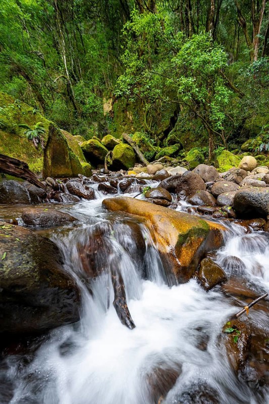 Mhlwazini River flows through thick forest, original mountain forest, Rainbow Gorge, Ukhahlamba-Drakensberg Park, KwaZulu-Natal, Drakensberg Mountains, South Africa