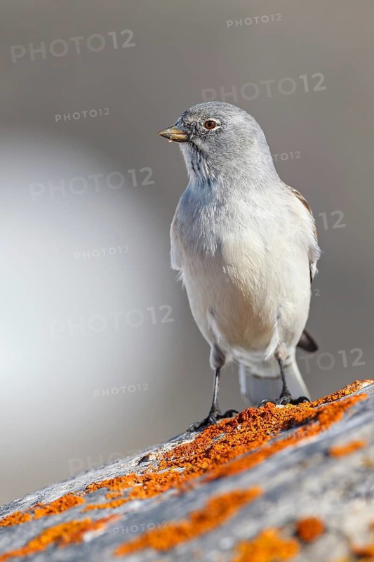 Snowfinch (Montifringilla nivalis), Valais, Switzerland