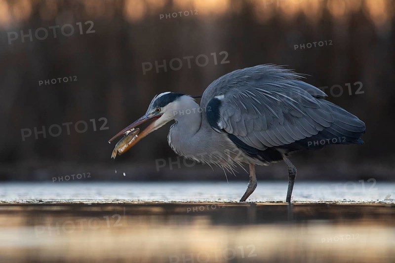 Grey Heron (Ardea cinerea) with fish prey in beak, Pusztaszer, Hungary