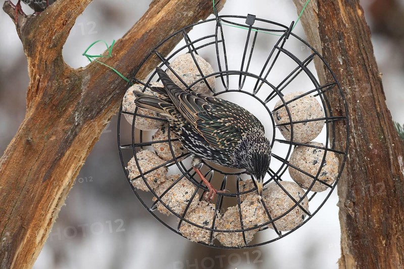 Starling (Sturnus vulgaris) at winter feeding in the forest, Allgäu, Bavaria, Germany, Allgäu, Bavaria, Germany