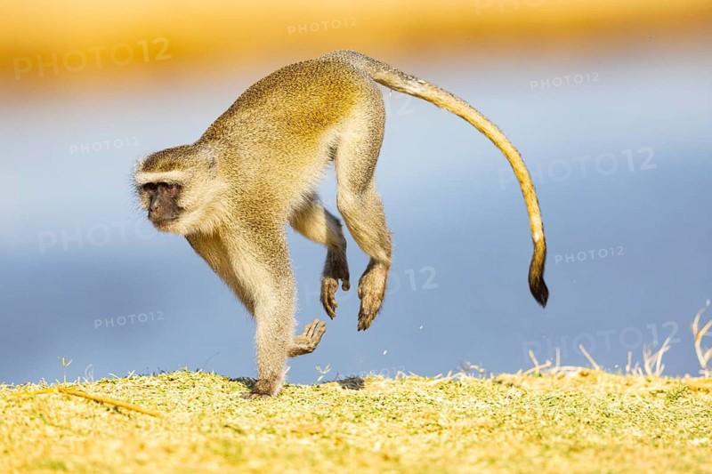 Vervet Monkey (Cercopithecus aethiops) South Luangwa NP Zambia August