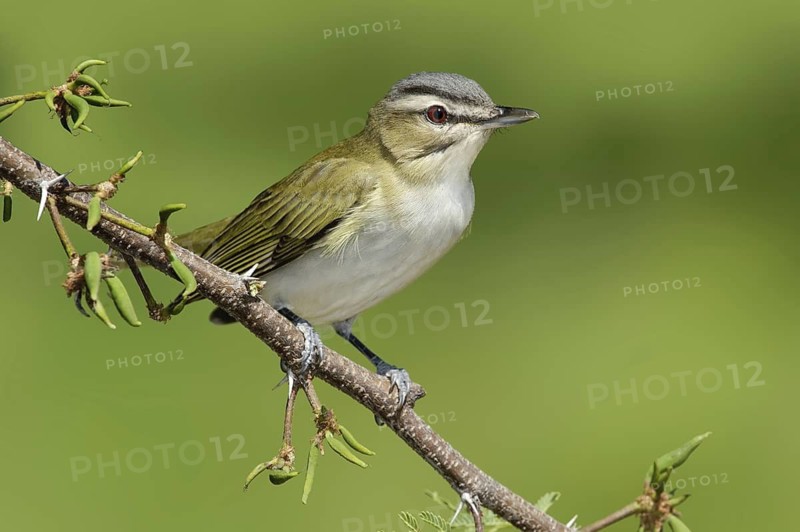 Black-whiskered Vireo (Vireo altiloquus), Texas, USA