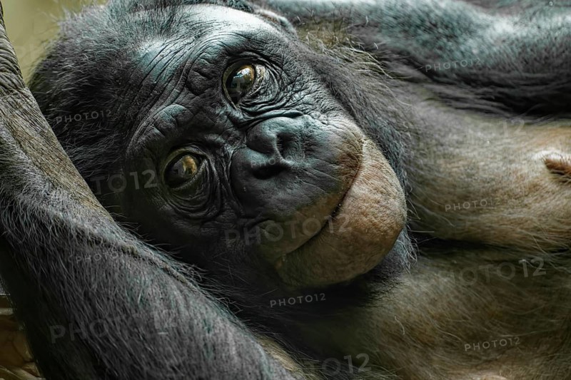 Animal portrait Bonobo, pygmy chimpanzee (Pan paniscus), animal, primate, great ape, endangered species, captive, occurrence Central Africa