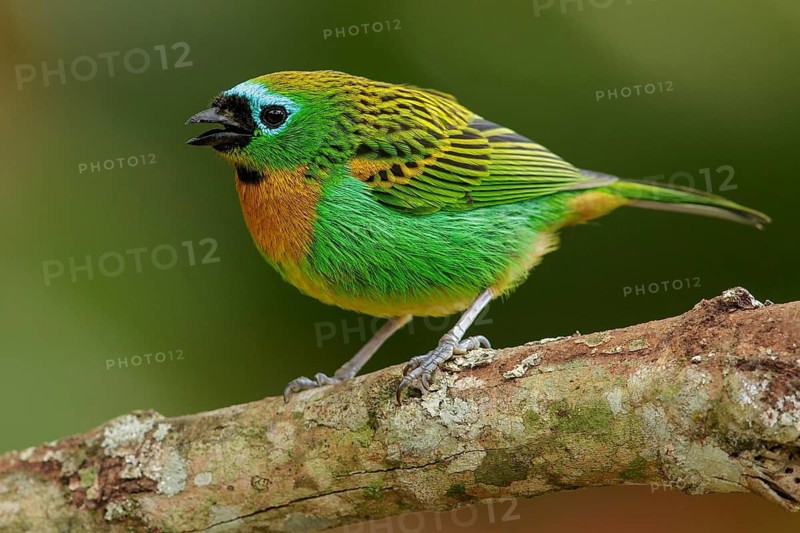 Brassy-breasted Tanager (Tangara desmaresti) perched on a branch in the Atlantic Rainforest Region of Brazil