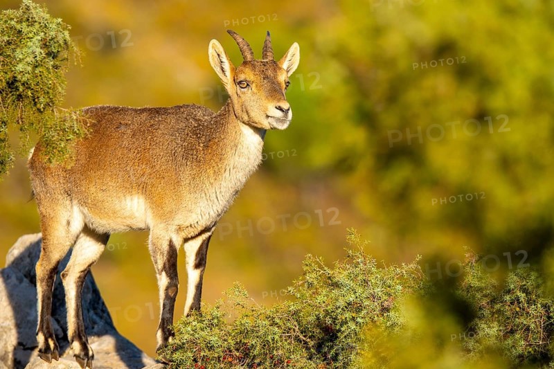 An Iberian ibex stands majestically on a rocky ledge, surrounded by lush greenery. Its robust horns and agile stance exemplify the species' adaptability to the rugged terrains of Spain