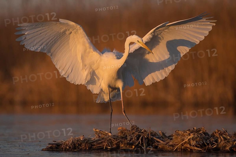 Great Egret (Ardea alba) landing at sunrise, Subotica, Serbia