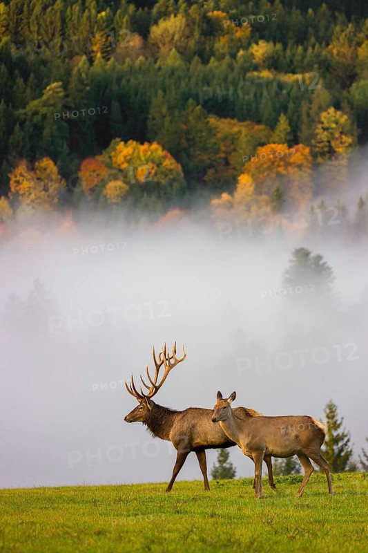 An Altai maral stag with a hind, Altai wapiti or Altai elk (Cervus canadensis sibiricus) stands in a meadow in the first light of a foggy day. A forest in full fall foliage is in the background. Dense fog cover the forest partially