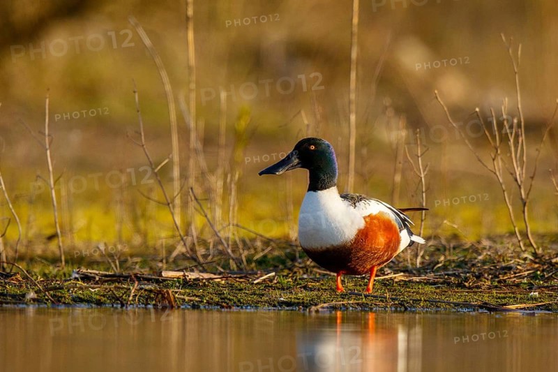 Northern Shoveler (Spatula clypeata) male, North Rhine-Westphalia, Germany