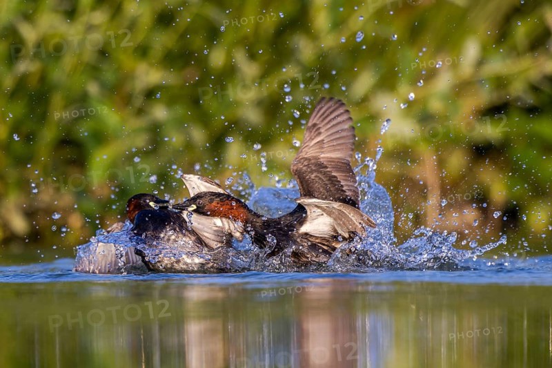 Little Grebe (Tachybaptus ruficollis) fighting, North Rhine-Westphalia, Germany