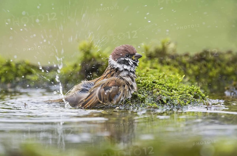 Eurasian Tree Sparrow (Passer montanus) bathing at a waterhole, Aosta Valley, Italy