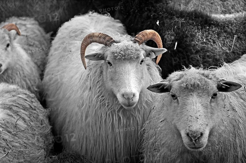 Sheep (Ovis) white horned Moorschnucke, black and white, Pinnow, Mecklenburg-Vorpommern, Germany