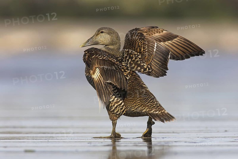 Common Eider (Somateria mollissima) female, British Columbia, Canada