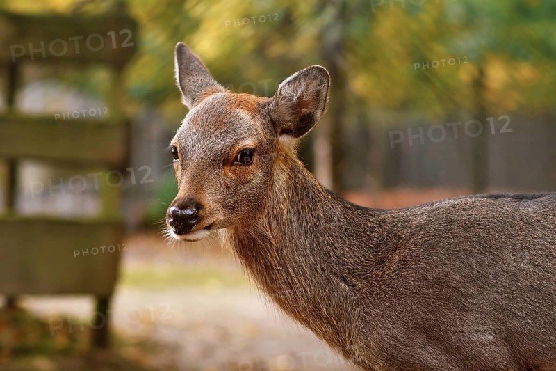 Portrait of young female Cervus nippon Shika deer