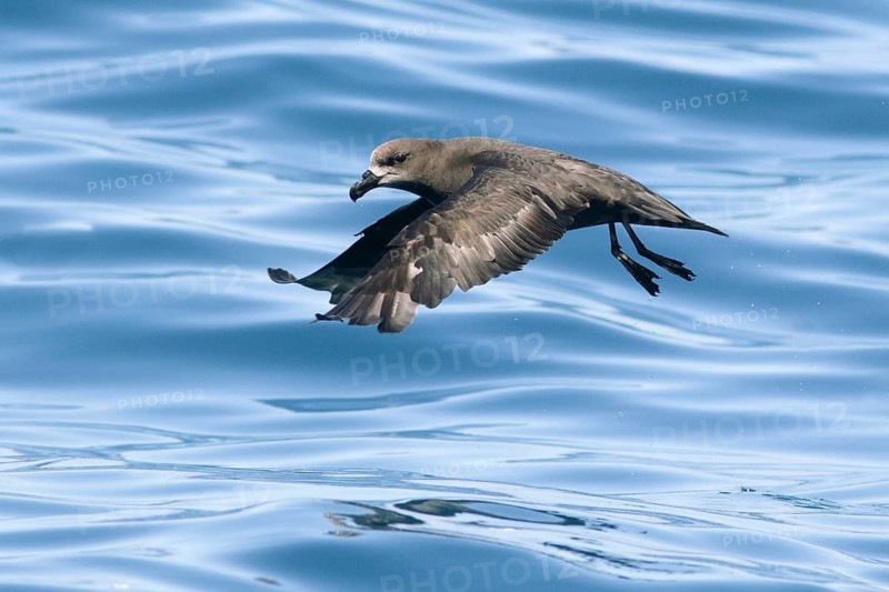 Grey-faced Petrel (Pterodroma gouldi) flying, Victoria, Australia