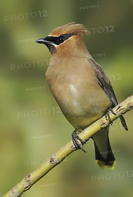 Cedar Waxwing (Bombycilla cedrorum), British Columbia, Canada