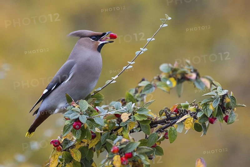 Bohemian Waxwing (Bombycilla garrulus) feeding on red berries, Wales, United Kingdom