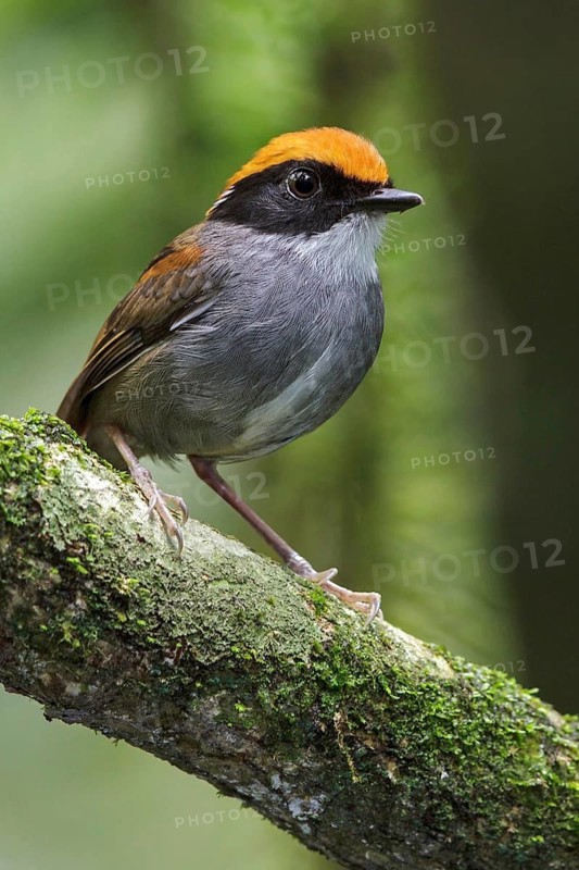 Black-cheeked Gnateater (Conopophaga melanops) perched on a branch in the Atlantic rainforest of southeast Brazil