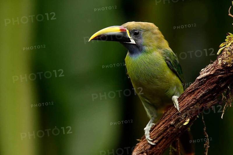 Emerald Toucanet (Aulacorhynchus prasinus) perched on a branch, Costa Rica