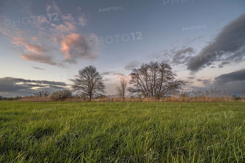 The sky shows clouds with shades of pink. Two large trees stand a short distance away, surrounded by green fields and tall grass. The evening light illuminates the scene. Bas Rhin, Alsace, France