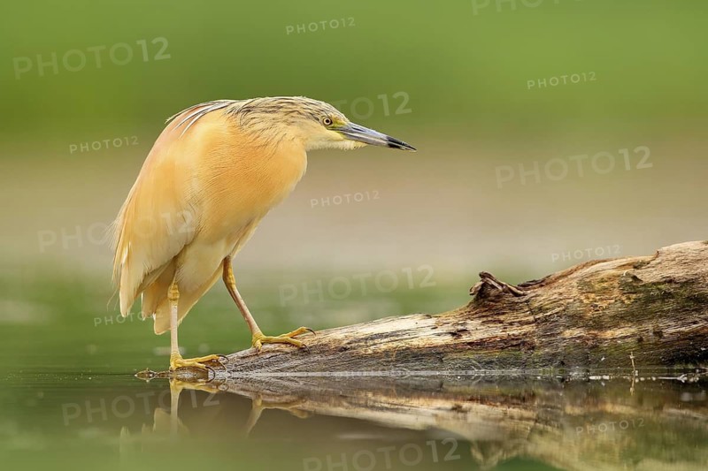 Squacco Heron, Ardeola ralloides, yellow water bird in the nature, water green grass in the background, Hungary