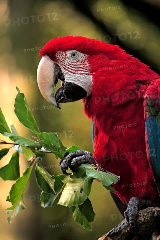 Green-winged Macaw (Ara chloropterus), adult, portrait, feeding
