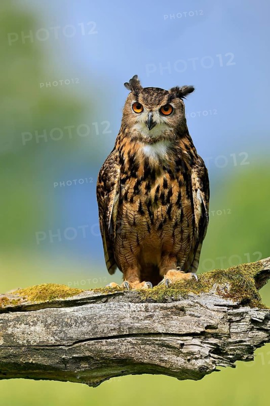Eurasian Eagle-owl (Bubo bubo), adult, perch, vigilant, in summer, Wisdom, Šumava, Czech Republic