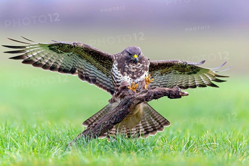 Buzzard, (Buteo buteo), animals, bird, bird of prey, buzzard, hawk family, Beindersheim, Bad Dürkheim district, Rhineland-Palatinate, Federal Republic of Germany