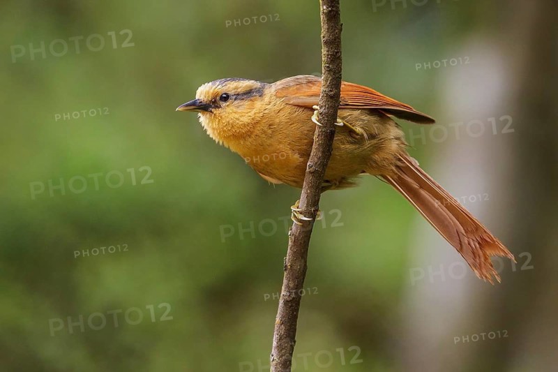 Buff-fronted Foliage-gleaner (Philydor rufum) perched on a branch in the Atlantic rainforest of southeast Brazil
