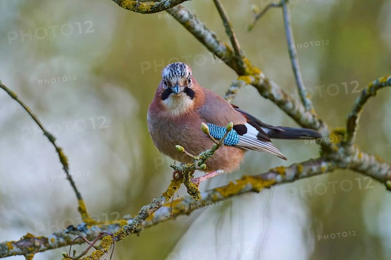 Close-up of a jay on a moss-covered branch, jay (Garrulus glandarius), spring, bird island, Altmühlsee, Muhr am See, Gunzenhausen, Franconian Lake District, Bavaria, Germany