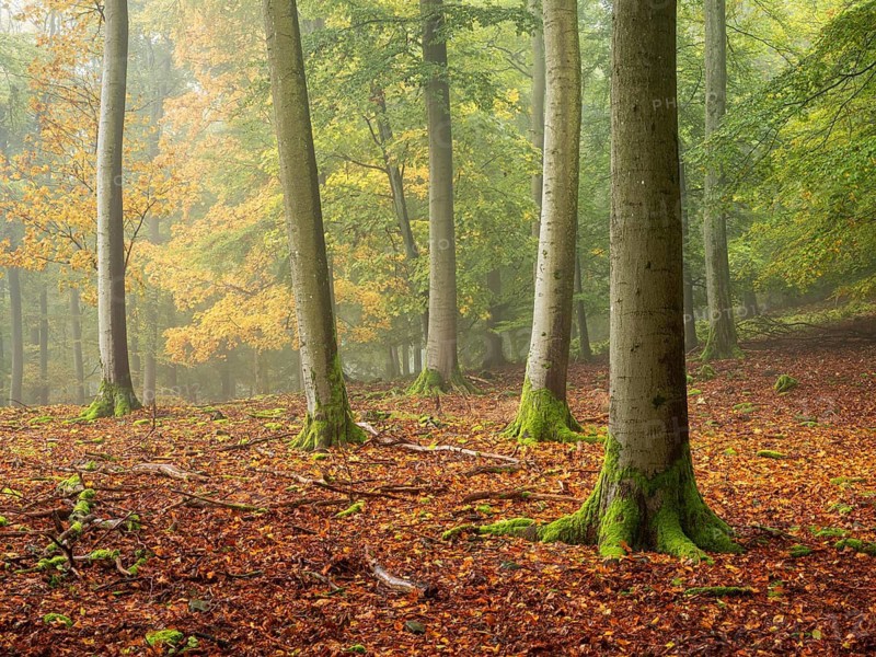 Old beech forest (fagus) in autumn with fog, Kellerwald-Edersee National Park, Hesse, Germany