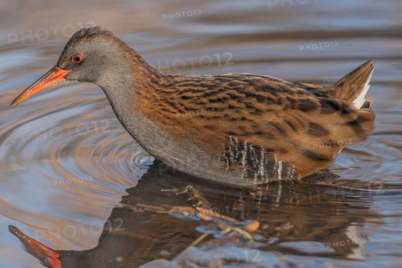 Water Rail (Rallus aquaticus) runs along the water's edge in a moor. The sun illuminates the landscape and birds search for food. Bas Rhin, Alsace, France