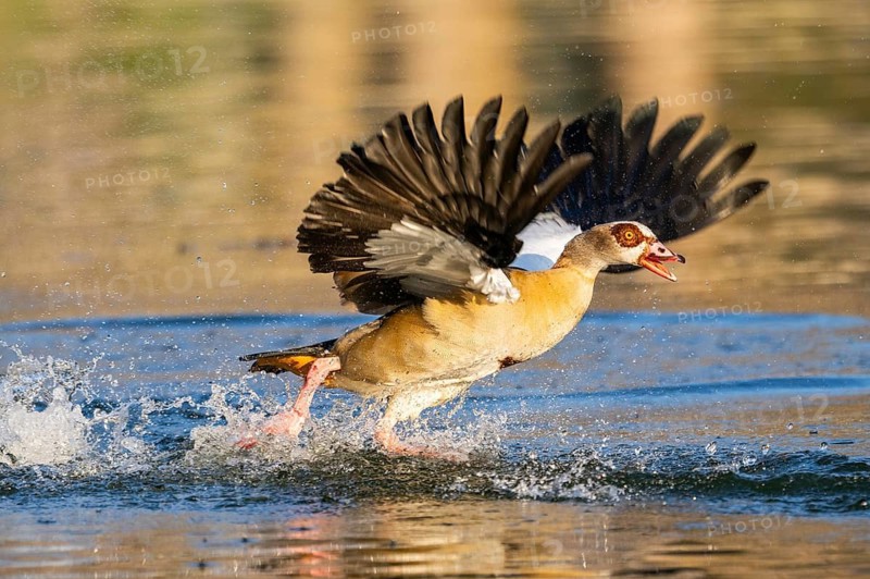 Flying Egyptian goose (Alopochen aegyptiaca) starting from a lake, invasive species, Bavaria, Germany