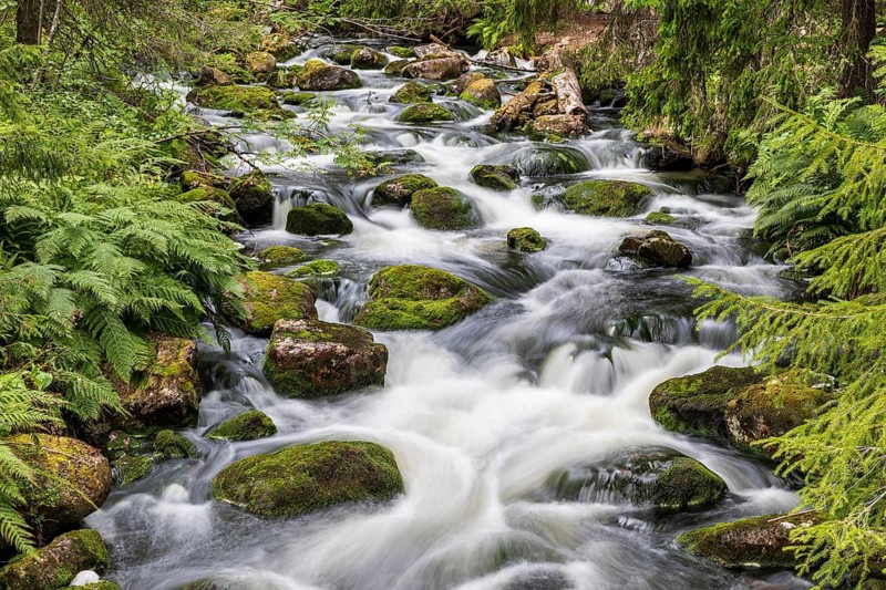 Njupån wild stream in Fulufjället National Park, Dalarnas län, Sweden