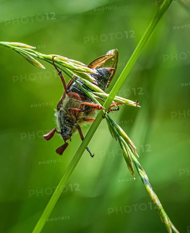 Wood cockchafer (Melolontha hippocastani) on a blade of grass, Mönchbruch, Rüsselsheim am Main, Hesse, Germany